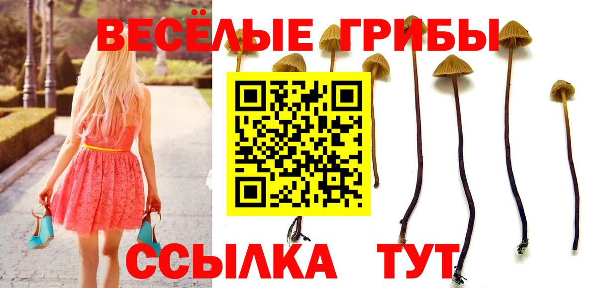 Псилоцибиновые грибы GOLDEN TEACHER Камень-на-Оби